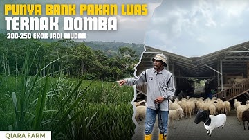 Pentingnya Punya Bank Pakan Hijauan Sebelum Berternak Domba !!