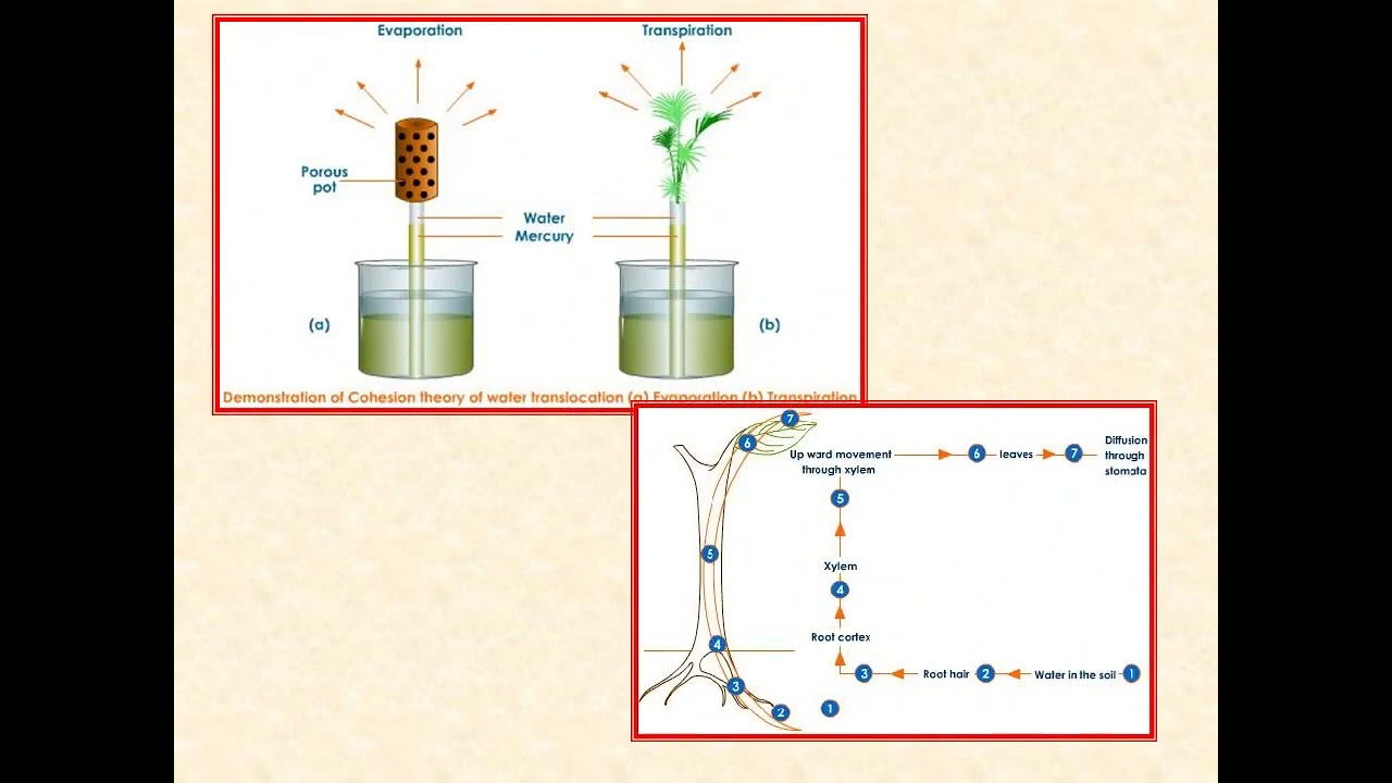 نبات فسيولوجي - الفرقة الثانية - جميع الشعب - المحاضرة الرابعة
