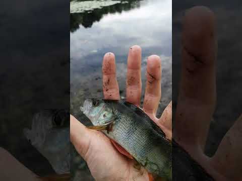 Новая блесна меппс лонг 00