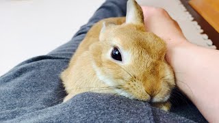 妻はそれをチ◯コベットと呼ぶ #806
