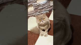 #cat #красиваякошка #милота #ремонтсвоимируками