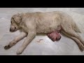 Dog with a huge tumor lived helplessly as a stray.