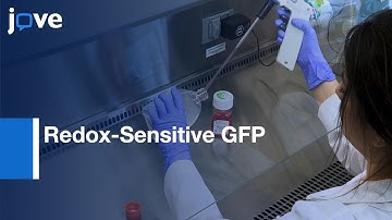 Cellular Oxidation Assessment by Redox-Sensitive GFP | Protocol Preview
