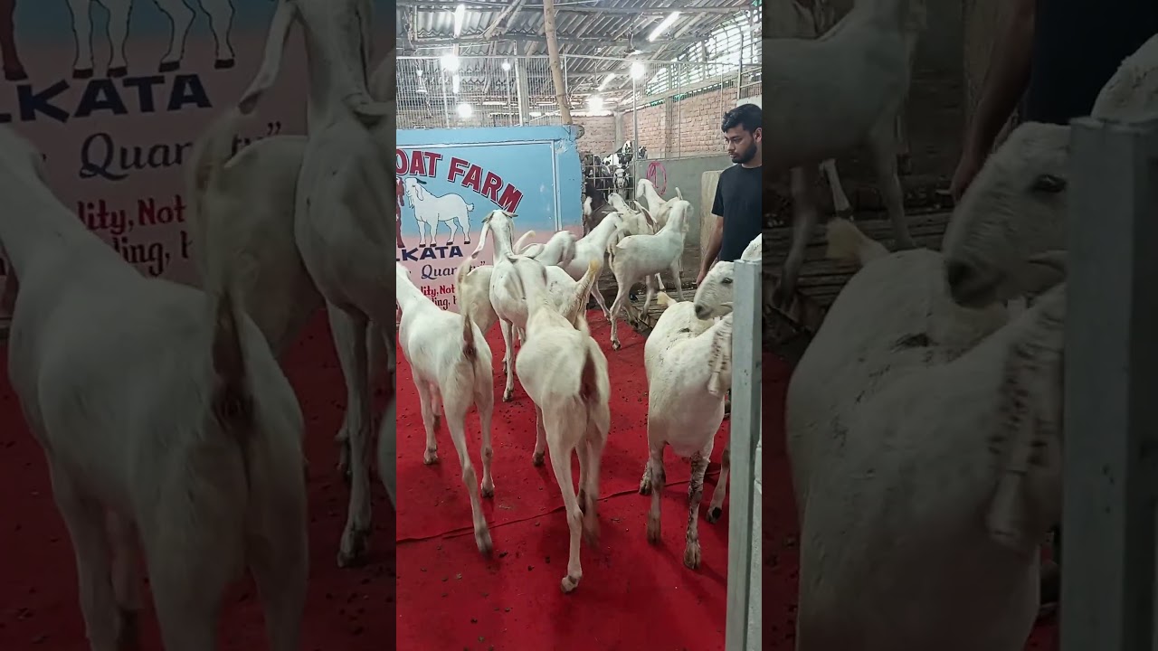 Some Memories Of Bakra Eid Mubarak #beautifullgoats #goat #cattleworld #animals #whitegoat