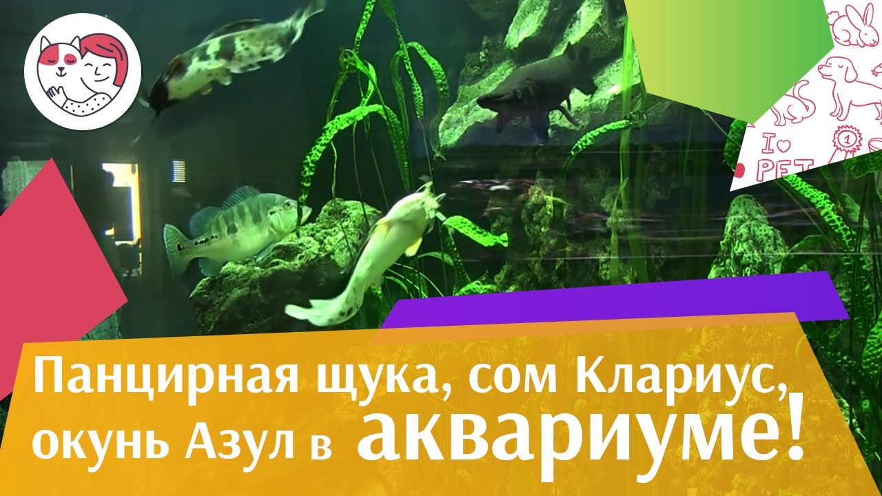 питомцы кукол лол Аквариум с панцирной щукой окунем Азул сомом клариус АкваЛого на ilikePet