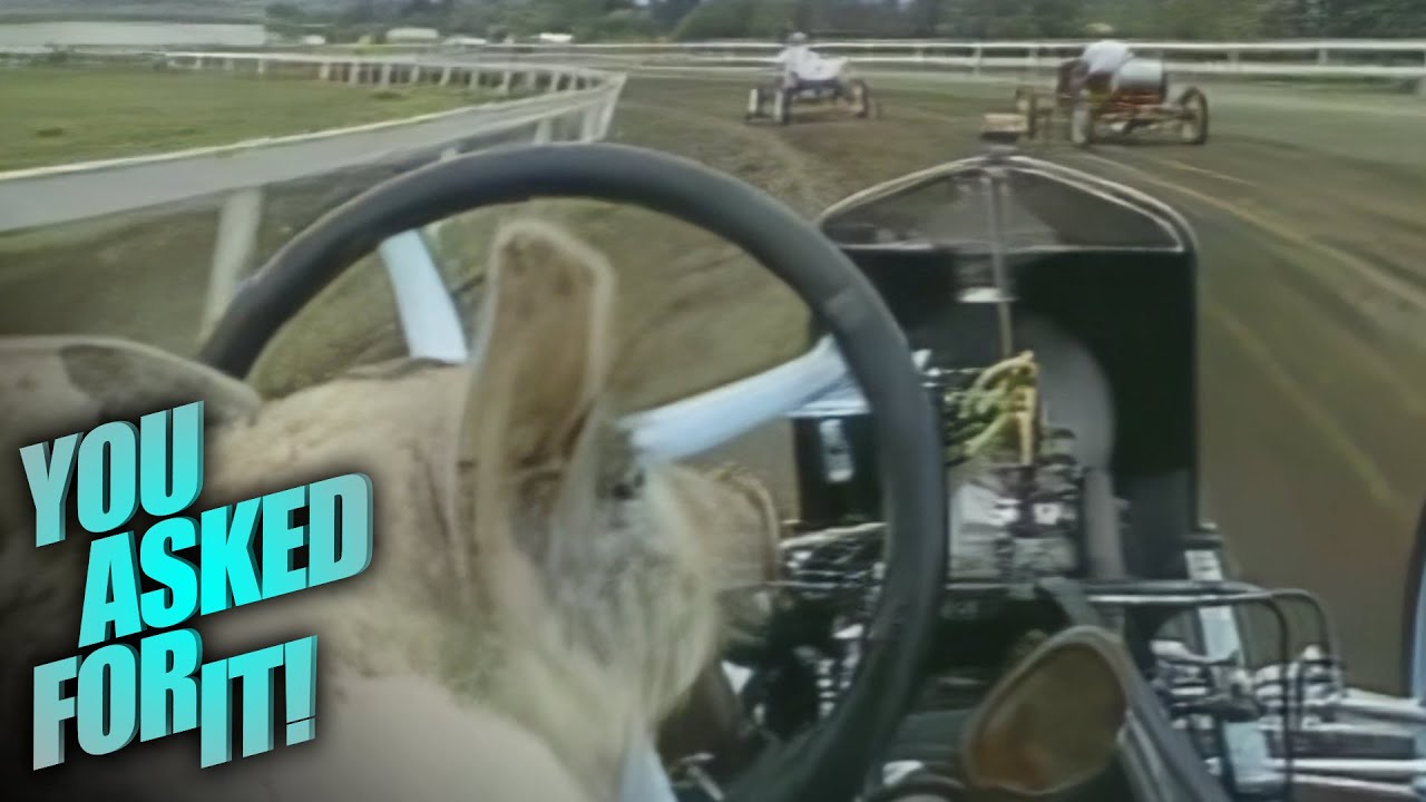 Pig N' Ford Race: Tillamook's Quirky Automotive Tradition (1980s)