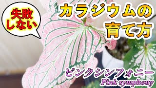 カラジウム ピンクシンフォニー1