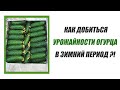 Как добиться урожайности огурца в зимний период ?!