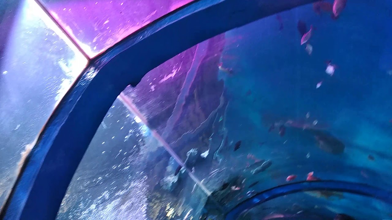 Aquarium in Coimbatore👾viral video YouTube