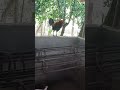 red rooster ang pig #rooster #pig #amazing #viralvideo #satisfying #chicken