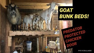 Tips and tricks for combining a goat and chicken barn
