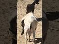 قطيع ماعز جميل في صحراء ثار Shorts Goats Desert