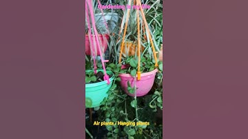 Air plants #Hoya #Hanging plants #garden #gardeningismylife