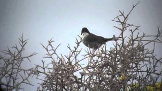 Birding Tarifa
A compilation of short clips from a days birding around Tarifa on a windy day in April. Featuring. Short-Toed and Booted Eagles, Marsh and Montagus Harriers, Sardinian Warbler and Audouins Gull
Digiscoped- Swaro ATS80 with RX100II Birding Tarifa