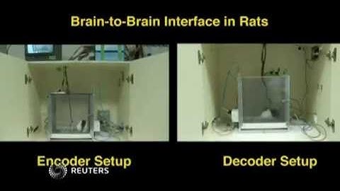 Rat brains linked to create "biological computer" Video Reuters