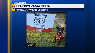 Shelter Me: Meet Shaky from the Pennsylvania SPCA!