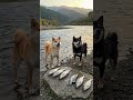 柴犬にだって魚釣りはできる🐟#柴犬 #犬 #魚 #鮎 #魚釣り #shibainu #dog #西巴犬 #시바견