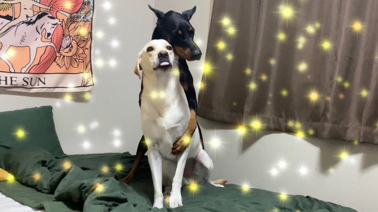 대형견 활동량을 채워주지 않으면 생기는일