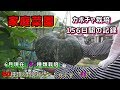 【家庭菜園】カボチャ栽培＜種まき～収穫までの156日間の記録！！＞