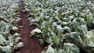 The weather is terrible. Broccoli is tough. 11/25