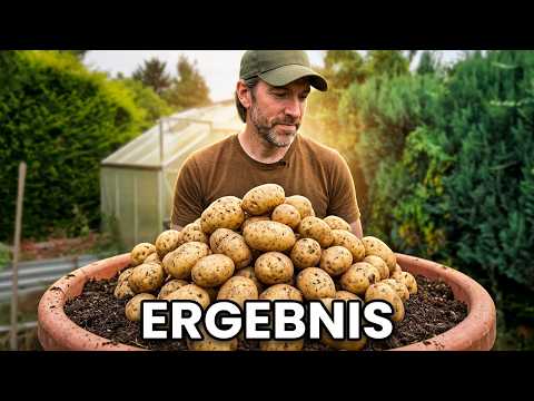 Growing Potatoes in a Pot for 100 Days: The Incredible Potato Harvest Results