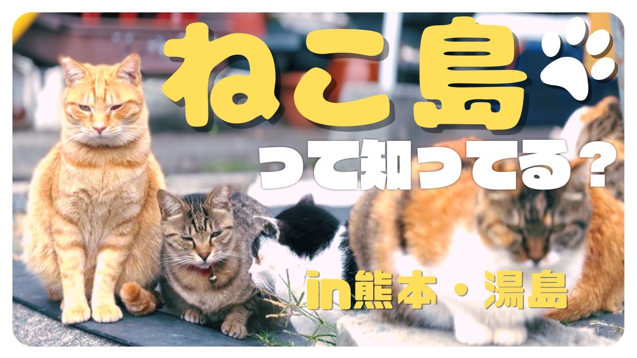 【猫好きの聖地】ねこ島って知ってる！？【熊本・湯島】