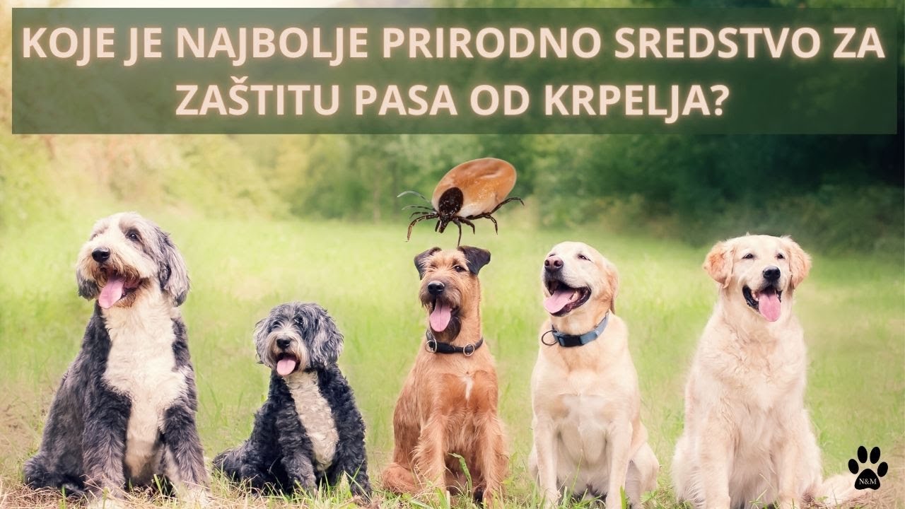 Prirodna zaštita pasa od krpelja, komaraca i buva - Prirodno rešenje protiv krpelja, buva i komaraca