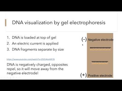 DNA profling lecture
