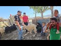 Documentary on nomadic life: "Saifullah's efforts to preserve Arad in the village"