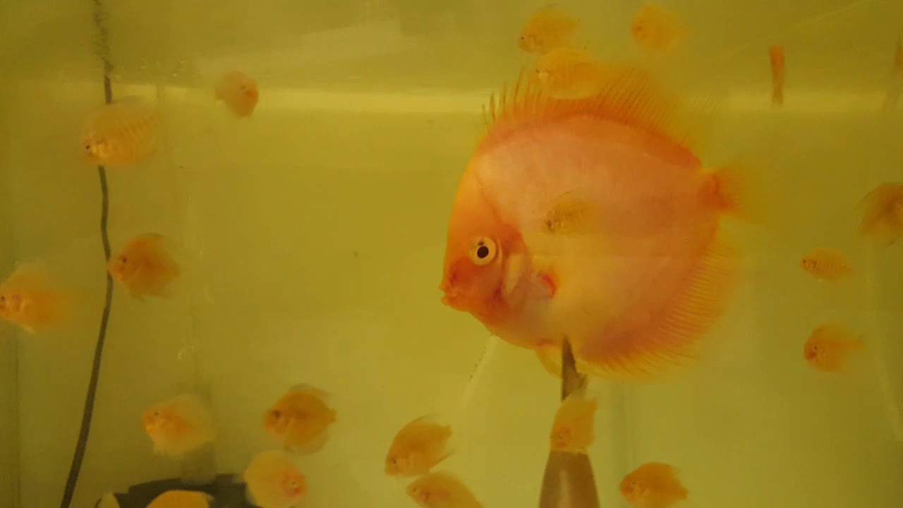 White Diamond vs Snow Leopard | ДискусКиев