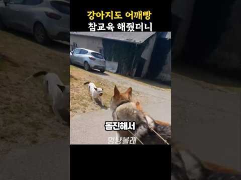 강아지도 어깨빵 참교육 해줬더니 thumbnail