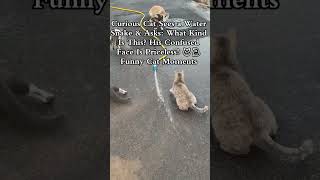 Check out this confused cat’s reaction when he meets a water snake! His tiny meow asking ‘What k
