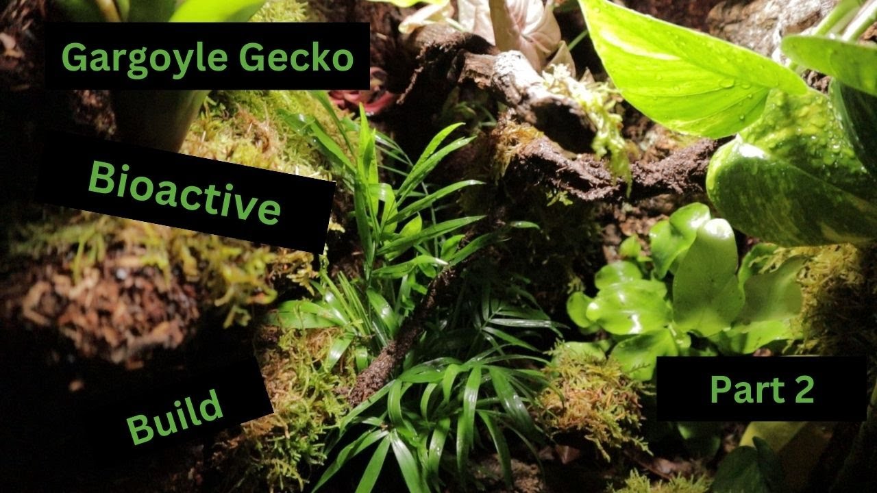 Gargoyle Gecko Bioactive Vivarium Build Part 2