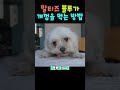 #Shorts 말티즈 블루가 개껌을 먹는 방법