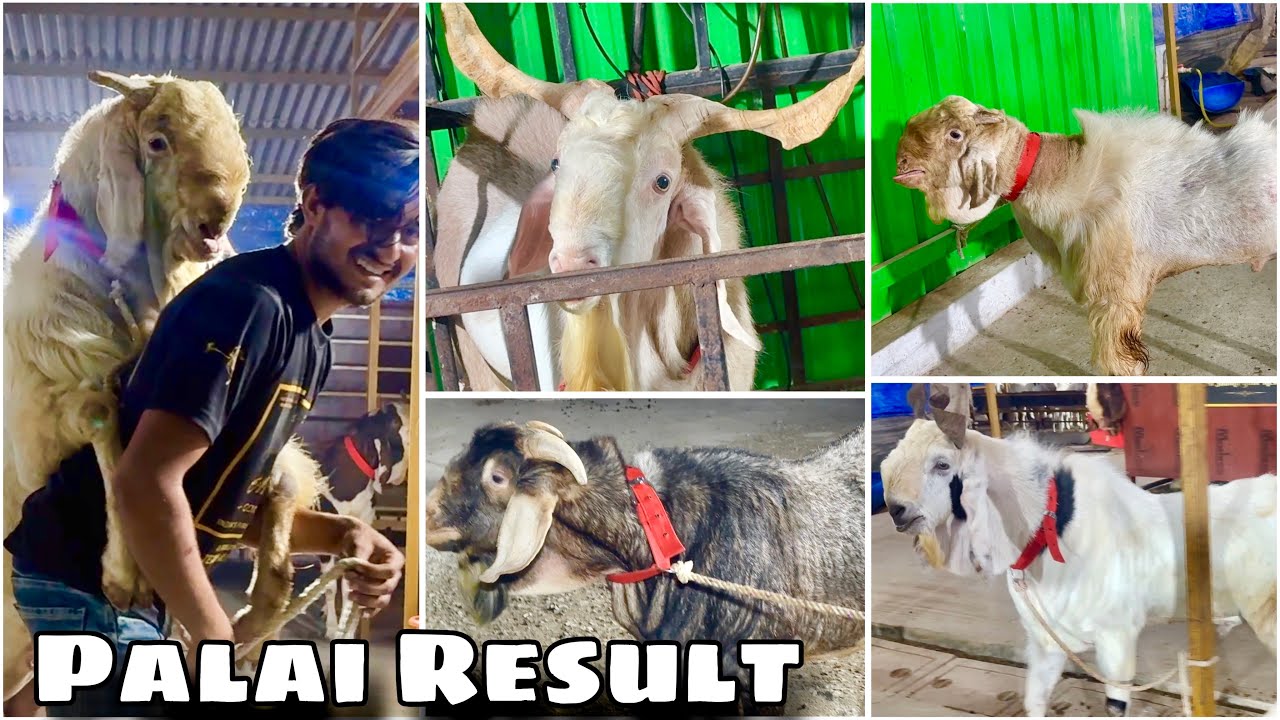 Palai Result of Rehan, Khalid & Zakaria Bhai’s Goats at Al Shaikh Goat Resort , Mahapoli