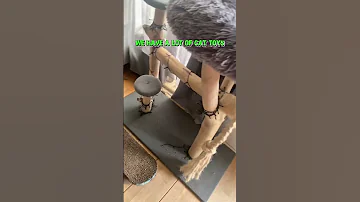 Why Are Cats Like That 