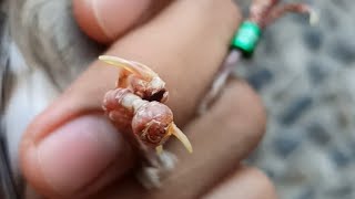 Mengobati Kaki Kenari Bentol short