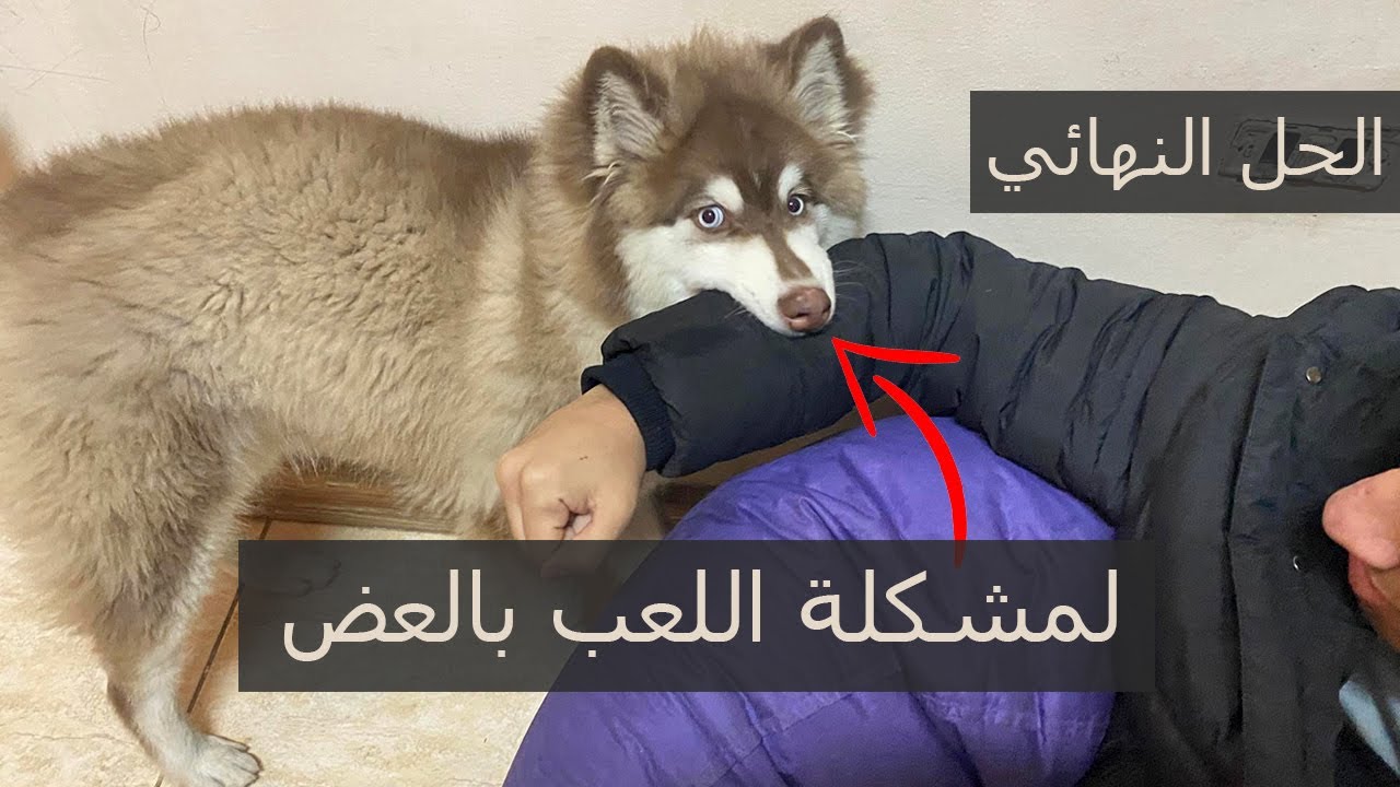 الحل النهائي لمشكلة اللعب بالعض وتدريب سونيك اعند كلب هاسكي علي امر No  | حصة تعليمية مهمة جدا