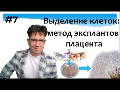 Выделение клеток. Экспланты. Плацента. Клетки плаценты. Мышь. Культура клеток. Владимир Прокопюк.