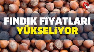 Findik Fi̇yatlari Haftaya Yükseli̇şle Başladi