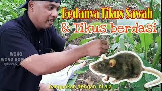 TIKUS BERDASI DAN TIKUS SAWAH - PAK NDUTT MUKIDI PART 6