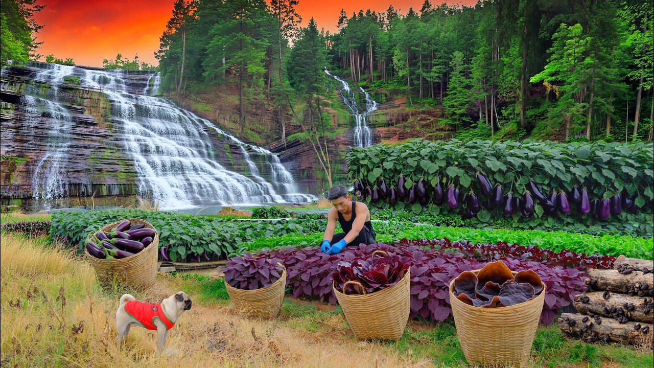 Harvest Red Lettuce To Sell At The Market,Farm Life Of A Chairman Who Leaves The City For The Forest