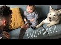 Guilty Husky Steals Baby Food But Learns His Lesson!!