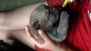 Anjing Kecil Lucu Minta Susu Blacky