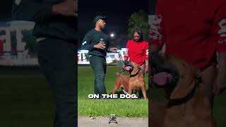 This is where most Boerboel owners go wrong #boerboels #protectiondogs #bigdogs