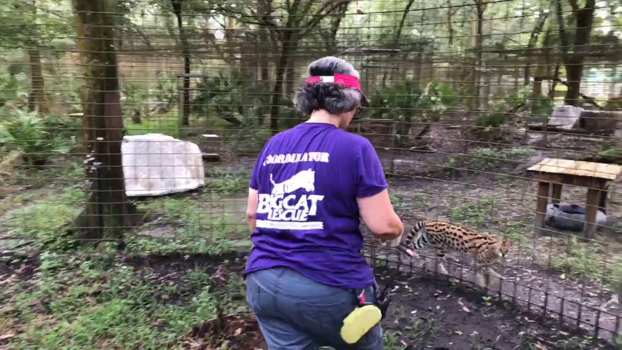 leopard print Feeding Lions Tigers Snacks & Meds