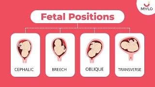 Types Of Fetal Positions | Types Of Fetal Positions During Pregnancy | Mylo Family