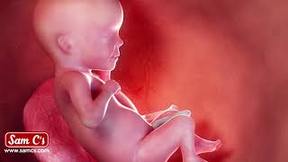 What Does My Baby Look Like At 17 Weeks Pregnant? - Pregnancy Week By Week What Does My Baby Look Like At 17 Weeks Pregnant? - Pregnancy Week By Week