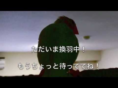 文鳥動画 Java sparrow 白文鳥ふーちゃん ただいま換羽中！