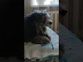 собака ест огурец